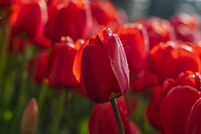 Close-up of red tulip and water drop