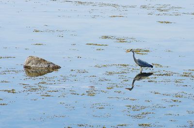 Flock of birds on rock