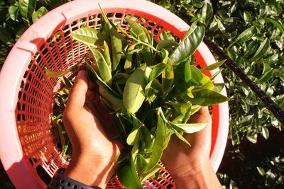 Close-up of hand holding potted plant