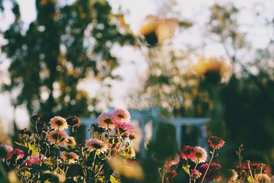 Close-up of flowering plants on field