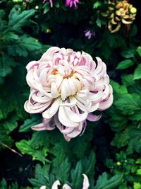 Close-up of pink rose blooming in garden