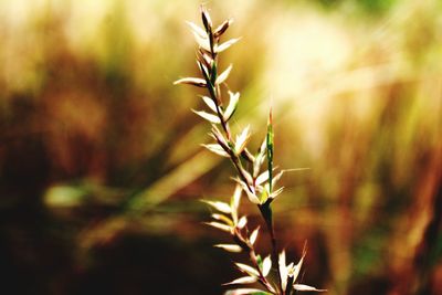 Close-up of plant