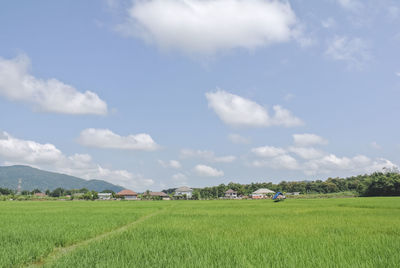 Scenic view of agricultural field against sky