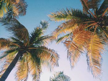 Low angle view of palm trees against sky