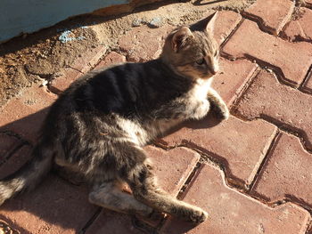 High angle view of cat on wall