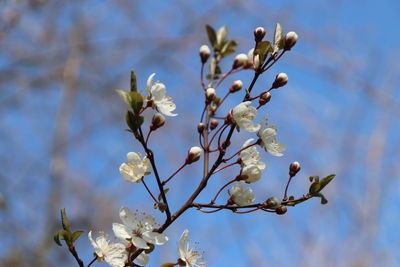 Low angle view of cherry blossoms in spring