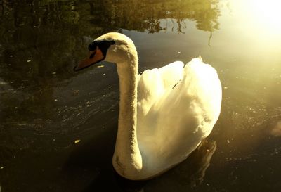 Swan swimming in lake