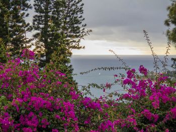 Pink flowering plants by trees against sky