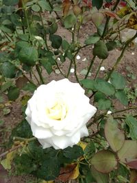 Close-up of white rose