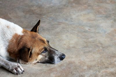 Native thai dog lying on concrete awaiting return of owner.