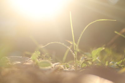 Close-up of plant