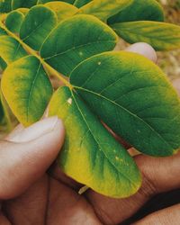 Cropped image of hand holding leaf