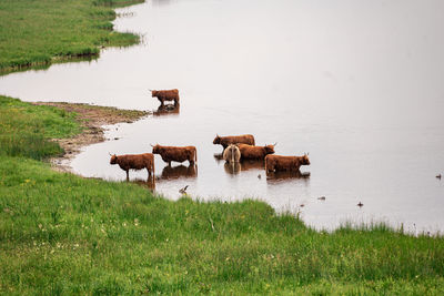 Cows standing in a lake