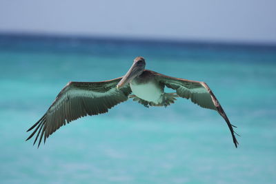 Close-up of bird flying over sea