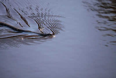 High angle view of snake reflection in lake