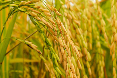 Close-up of wheat growing on farm