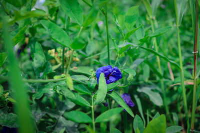 Close-up of purple flowering plant