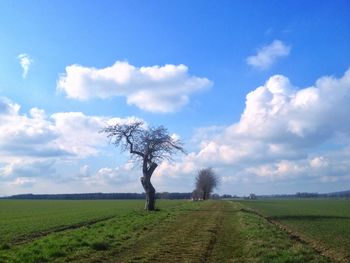 Bare trees on grassy field against cloudy sky