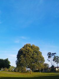Scenic view of grassy field against blue sky