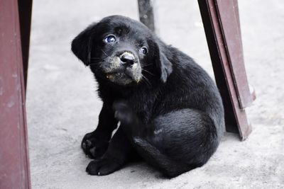 Portrait of black dog