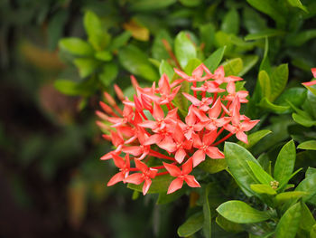 Close-up of red flowers blooming in park