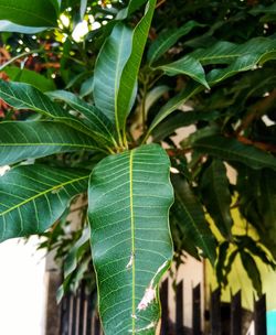 High angle view of fresh green leaf