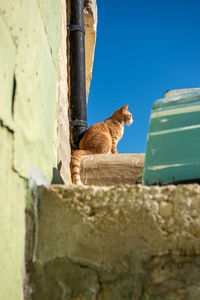 Cat sitting on wall