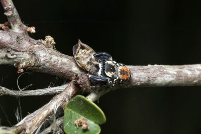 Close-up of insect on tree