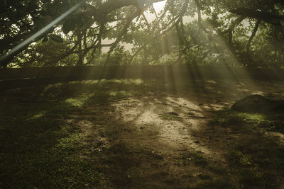 Scenic view of forest