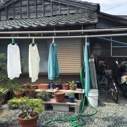 Plants growing on a wall