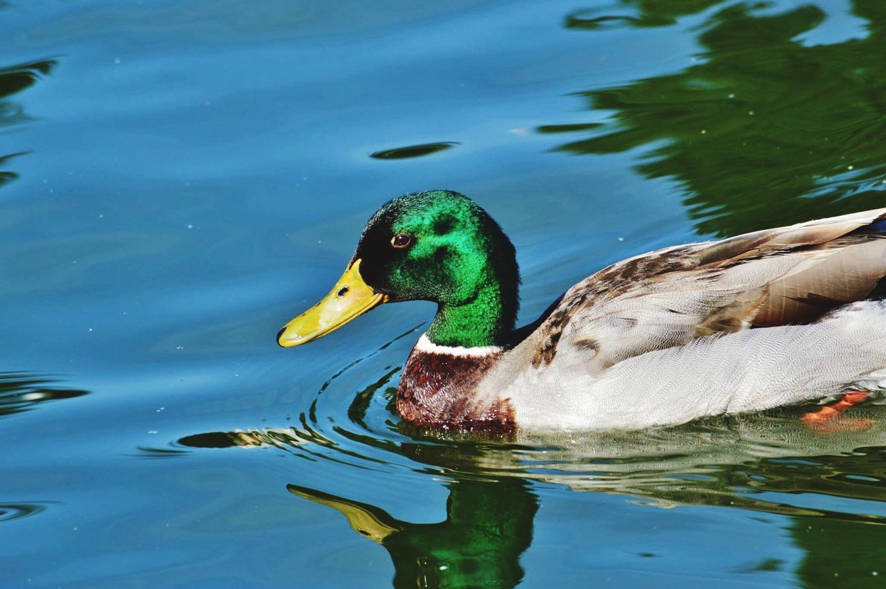 water, bird, animal themes, one animal, wildlife, animals in the wild, duck, mallard duck, lake, reflection, beak, zoology, swimming, male animal, nature, day, blue, waterfront, animal, multi colored, vibrant color, outdoors, water bird, avian, no people, tranquility, water surface