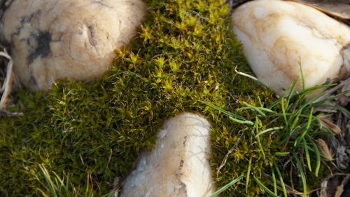 High angle view of sheep on field