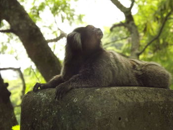 Low angle view of monkey sitting on tree