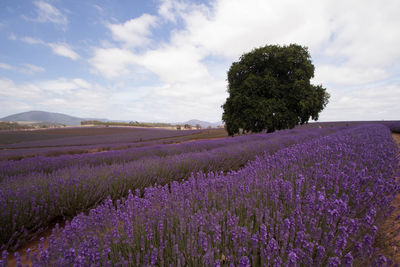 Purple flowers growing on field against sky