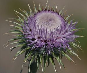 Close-up of thistle flower