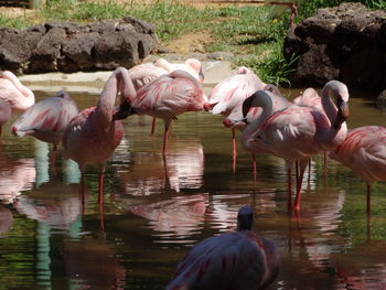 Flamingoes standing in lake at park