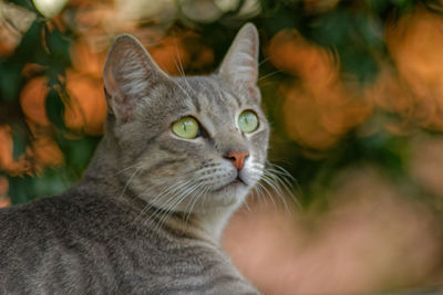 Portrait of cat sitting outdoors