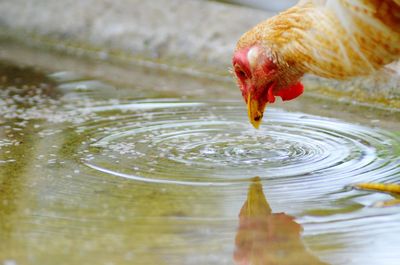 Close-up of a bird drinking water