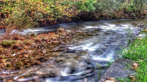 Stream flowing through a forest