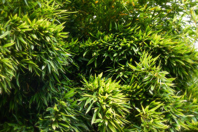 Full frame shot of green leaves