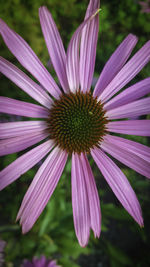 Close-up of pink flower