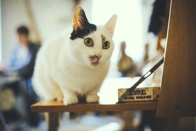 Close-up portrait of cat at home