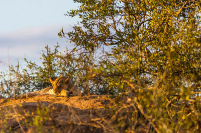 Low angle view of a sleeping lion