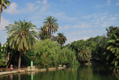 Palm trees by lake against sky