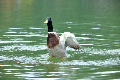 Duck swimming in lake