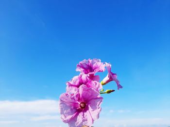 Low angle view of pink flower against blue sky