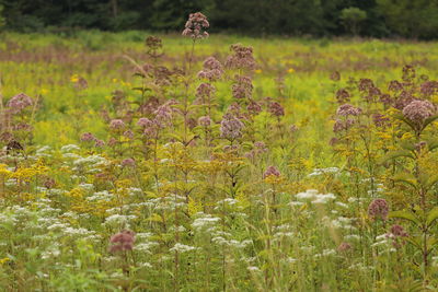 Close-up of flowering plants on field