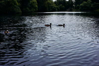 Ducks swimming in lake