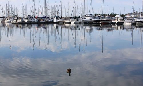 Sailboats in a harbor