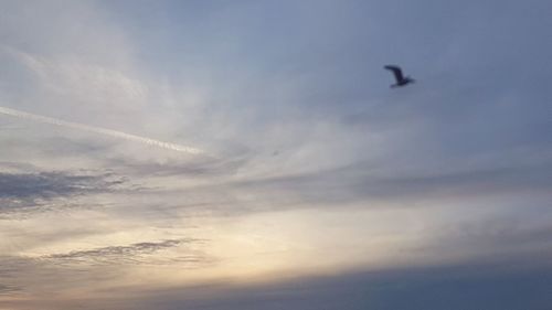 Low angle view of bird flying in sky